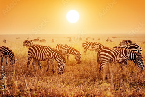 Zebras herd on African savanna at sunset.