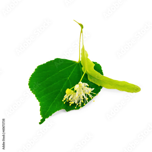 Linden flower with leaf