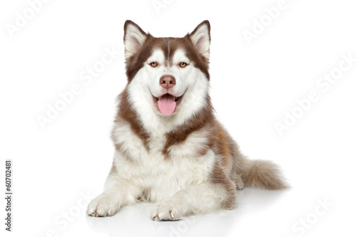 Happy Siberian Husky