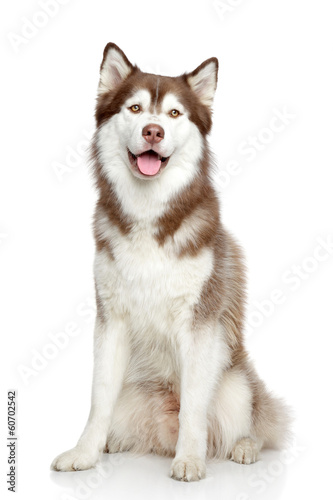 Siberian Husky studio portrait