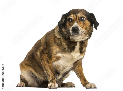 Crossbreed dog sitting, looking intimidated, isolated on white