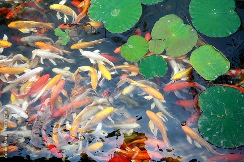 beautiful koi fish swimming in the pond