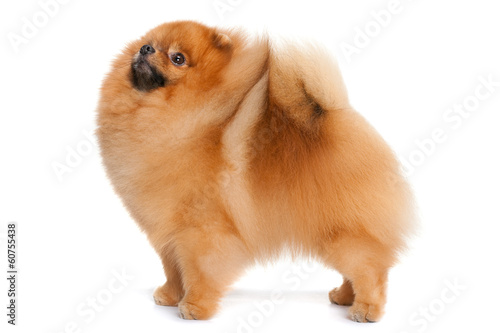 Pomeranian spitz