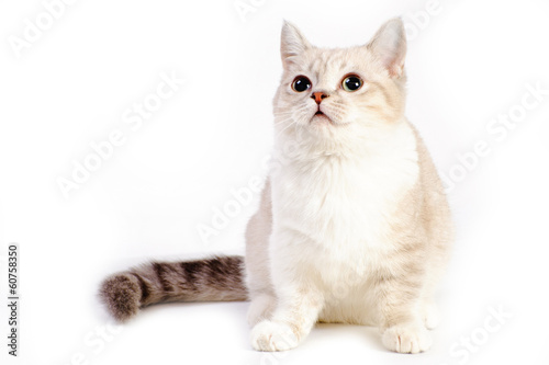 munchkin cat