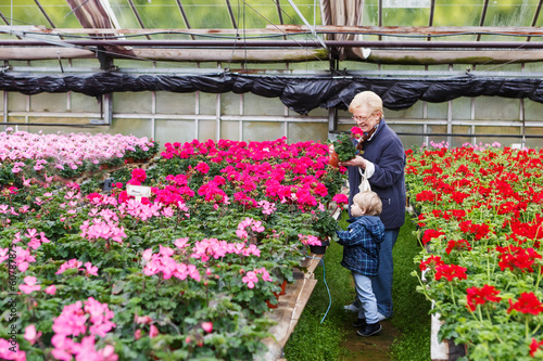 Grandmother with little boy in greenhouse with geranium flowers