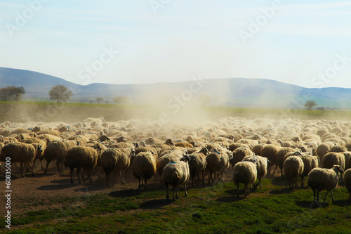 koyun sürüsü&hayvancılık