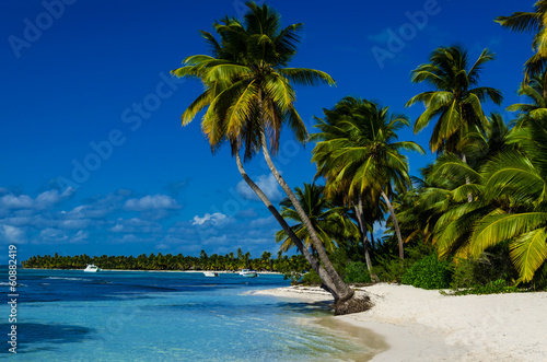 Caribbean beach with palms