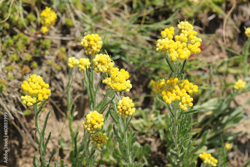 Helichrysum arenarium