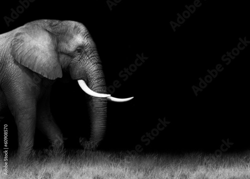 African elephant in black and white