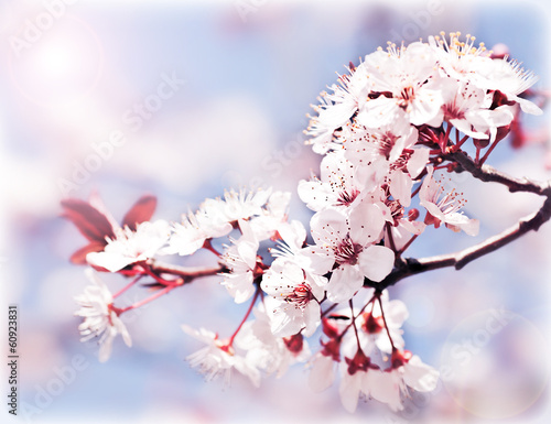 Blooming tree at spring