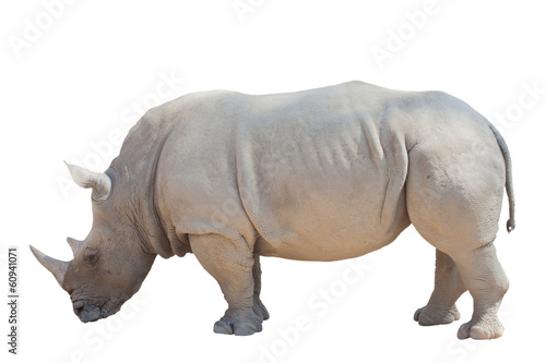 White rhino isolated on the white background