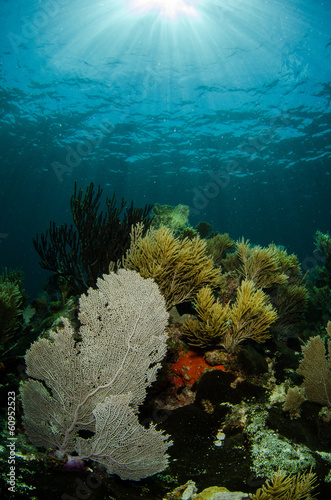 views from the coral reefs of the caribbean sea.