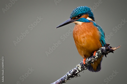 UK Wild Kingfisher