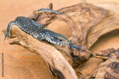 The baby Savannah monitor on a branch (Varanus exanthematicus)