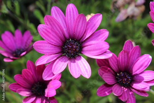 Anthemis Violet