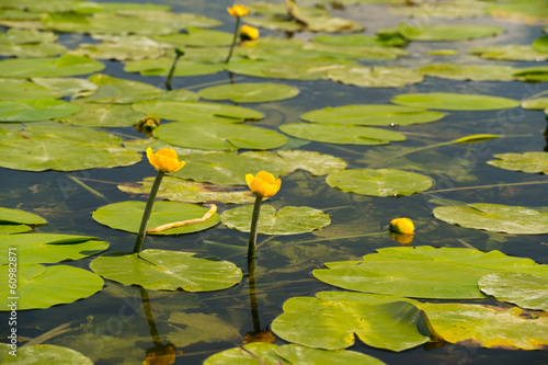 Lake with yellow Brandy-bottles