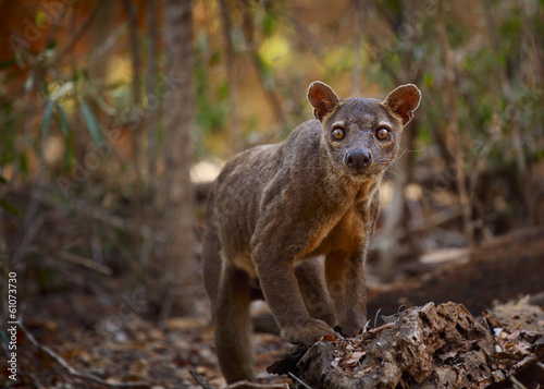 Fossa