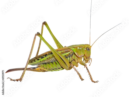 Grasshopper 24