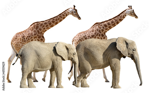 Isolated giraffes and elephants walking