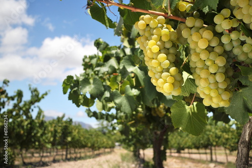 Chardonnay grapes on vine in vineyard