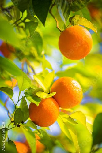 orange tree