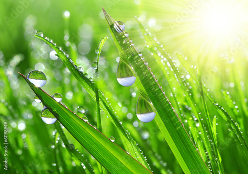 Fresh grass with dew drops close up