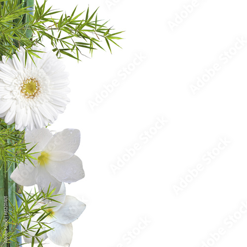 fleurs blanches sur bambou