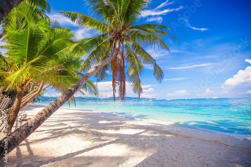 Coconut Palm tree on the white sandy beach