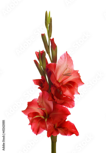 Red gladiolus isolated on white background