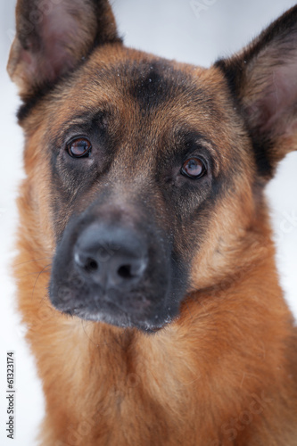 Close-up of red Shepherd