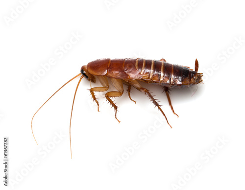 redhead cockroach on white background. macro