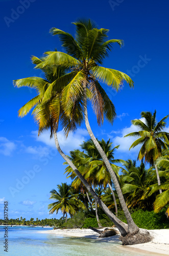 Exotic palms on sandy Caribbean beach in Dominicana