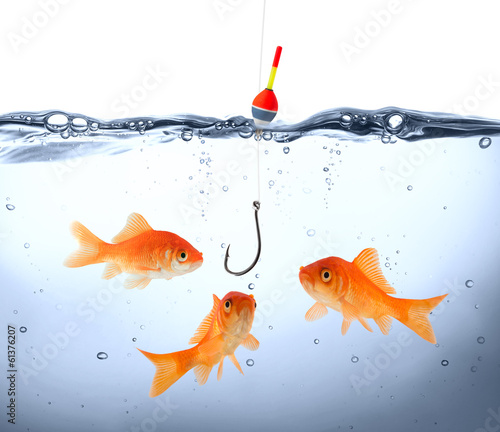 goldfish in danger - concept deception