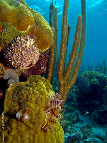 details from the coral reefs at the caribbean sea