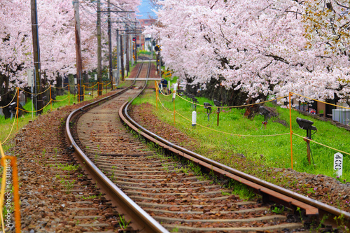 Sakura tree and train track