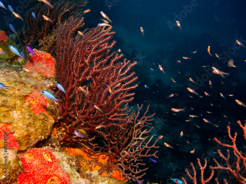 details from reefs in the caribbean sea.