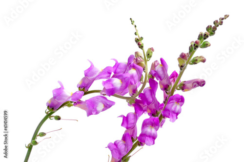 violet snapdragon