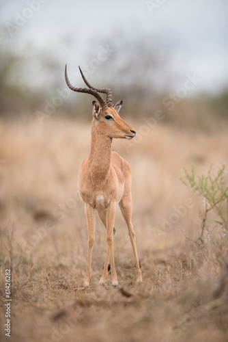 Male impala (Aepyceros melampus) in Kruger Park, South Africa