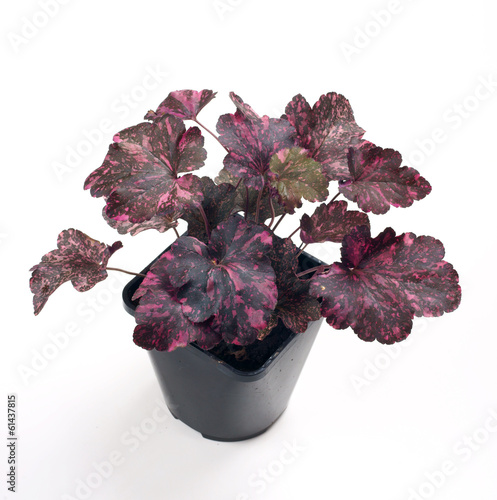 Heuchera Midnight Rose in a pot