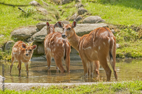 Sitatunga