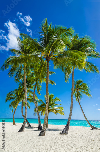 View of an exotic beach with tall palm trees and yellow sand