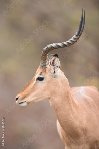 Mature male impala in Kruger National Park, South Africa