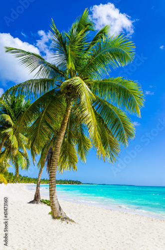 Sandy beach with palm trees, Dominican Republic in Caribbean