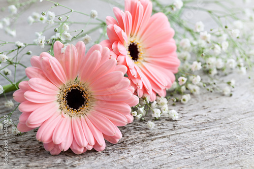 Pinke Gerbera auf Holz