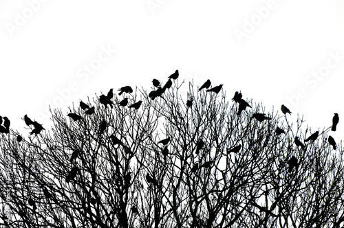 silhouette of many birds on a treetop - black and white shot