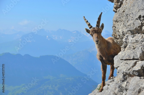 Junger Steinbock