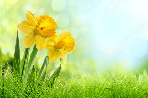 Daffodil flowers