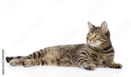 tabby cat lying and looking away. isolated on white background