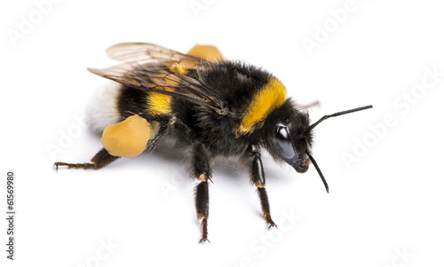 Buff-tailed bumblebee, Bombus terrestris, isolated on white