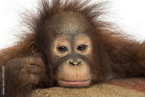 Close-up of a young Bornean orangutan looking tired